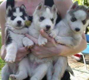 Siberian Husky Welpen