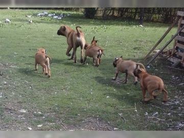 Wundersch?ne Bullmastiffwelpen