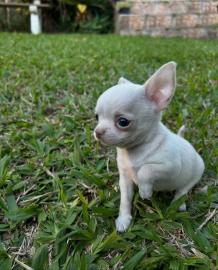 Chihuahua Welpen Chihuahua welpen Ahnen