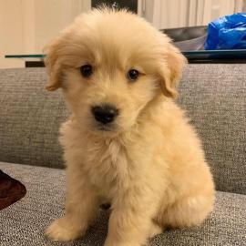 Fantastische Golden Retriever Welpen f�r
