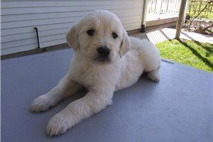 Englisch Golden Retriever