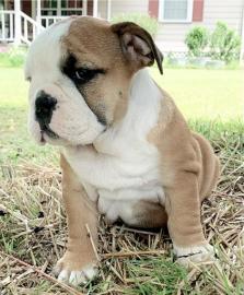Englische bulldogge Welpen blue