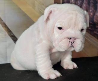 Englische bulldogge Welpen blue