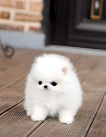 Pomeranian-Welpen