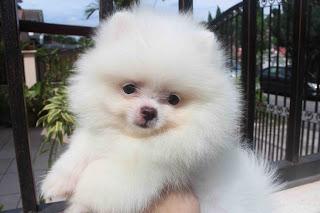 Teacup Pomeranian Welpen zur Annahme