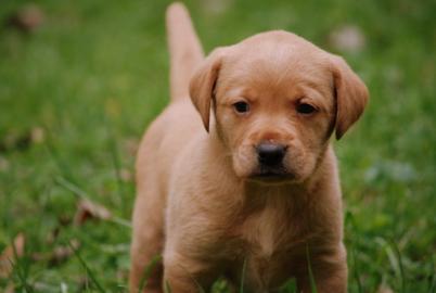 Wundersch�ne, kr�ftige Labradorwelpen