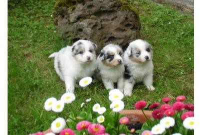 Australian Shepherd Welpen, Aussie Welpe