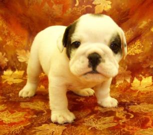 English Bulldog Welpen mit Papieren