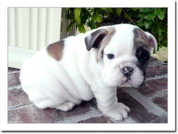 English Bulldog Welpen mit Papieren