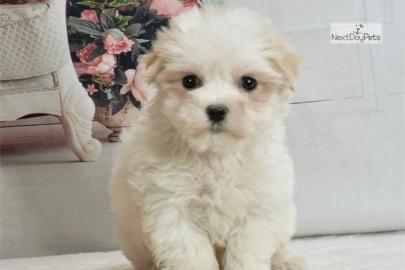 Sweet puppies for sale