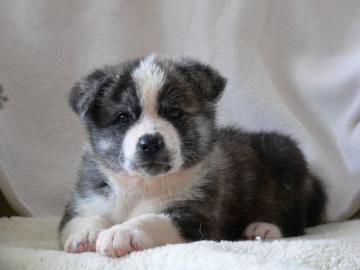 Akita welpen