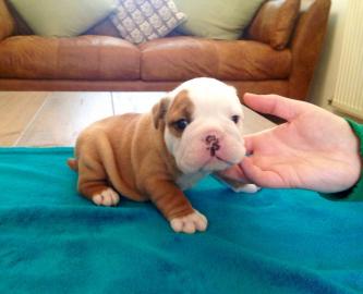 Adorable English bulldog for Rehoming