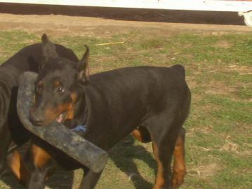 Sch�ne reinrassige Dobermannwelpen