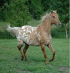 Appaloosa-Stute als Freizeitpferd