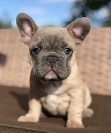 Entz?ckende franz?sische Bulldoggen zur