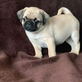 Mops Welpen