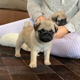 Mops Welpen