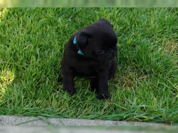 Reinrassige Mops Welpen mit Ahnentafel