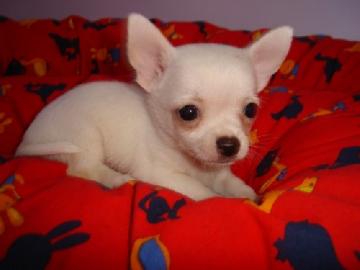 Mini Chihuahua Welpen