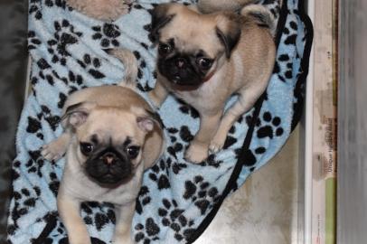 S??e kleine Mopswelpen suchen ein Zuhaus