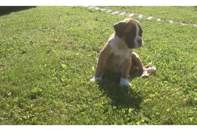 Boxerwelpen mit Papiere