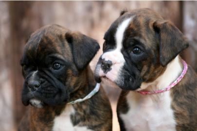 Boxerwelpen mit Papiere
