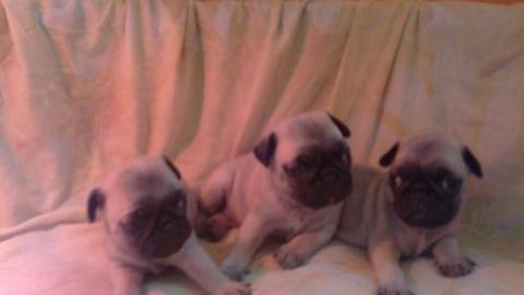Mops Welpen zu verkaufen