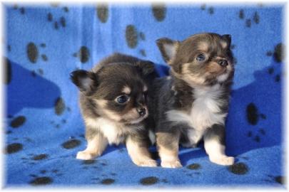 Chihuahuas mit Stammbaum/Ahnentafel abzu