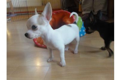 Chihuahuas mit Stammbaum/Ahnentafel abzu