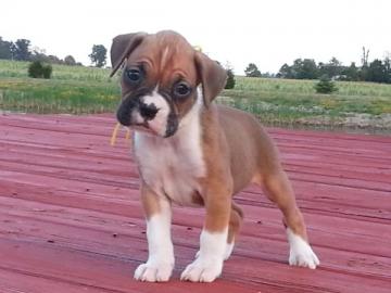 Boxer Welpen zu verkaufen whatsapp numme