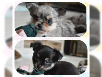 Reinrassige Chihuahua mit Papieren