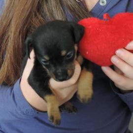 S�sse Zwergpinscher Welpen