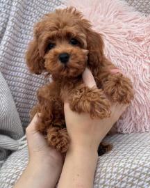 Entz�ckende Maltipoo-Welpen