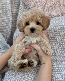 Entz�ckende Maltipoo-Welpen