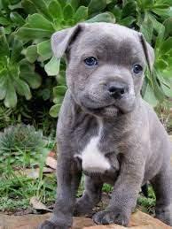 Perfekt Sch?ne American Pit Bull Terrier