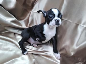 Boston Terrier Welpen FCI