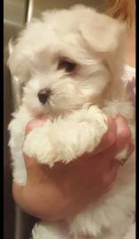 Gesunde Malteser Welpen (+393509706299)
