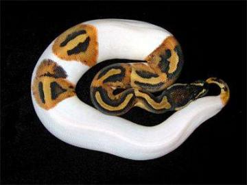 Piebald und viele andere K�nigspython