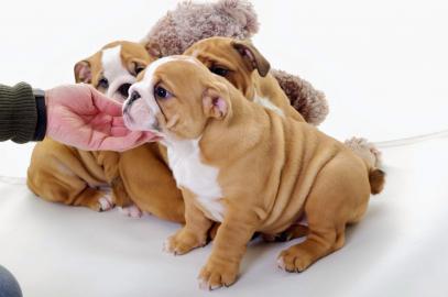 Wundersch�ne Englische Bulldog-Wellpen
