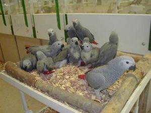 Entz�ckendes Paar ein Graupapageien f�r