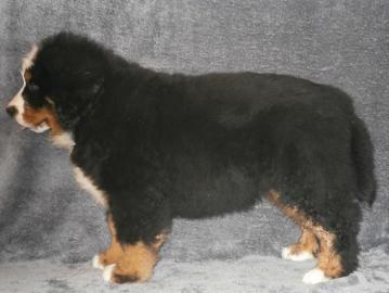 Zwinger bietet Berner Sennenhund Welpen