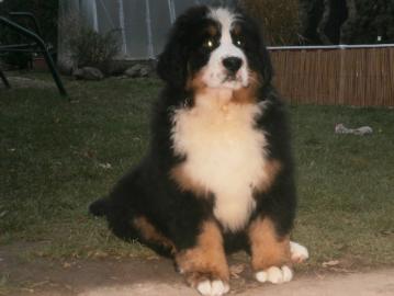 Zwinger bietet Berner Sennenhund Welpen