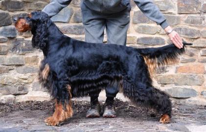 Gordon Setter Welpen