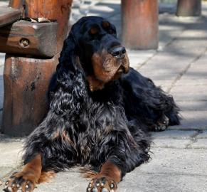 Gordon Setter Welpen