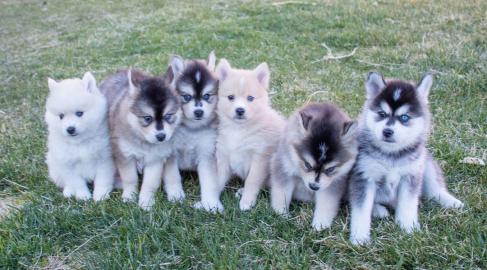 Sch?ne Pomsky Welpen verf?gbar