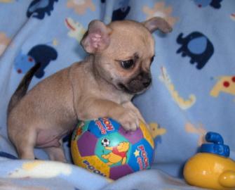 S��e Chihuahua Mini Mix Welpen