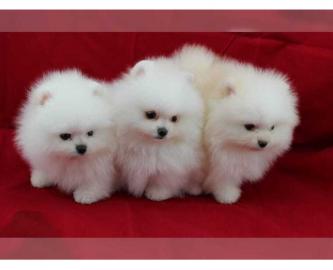 Mini Pomeranian-Zwergspitzwelpen