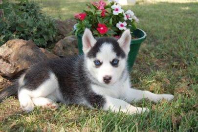 Reinrassige siberian husky welpen mit bl