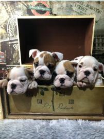 Wundersch�ne englische Bullenhunde mit W
