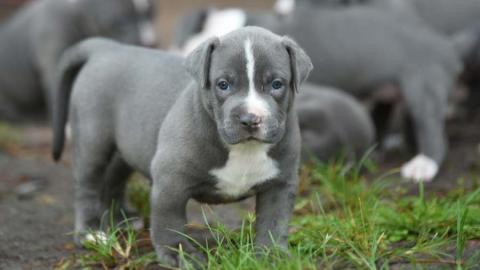 American Pitbull Terrier Blue-Line Welpe